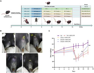 Protective effect of zinc gluconate on intestinal mucosal barrier injury in antibiotics and LPS-induced mice